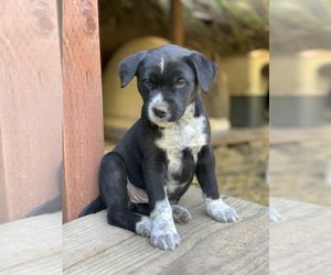 Huskies -Unknown Mix Dogs for adoption in Paso Robles, CA, USA