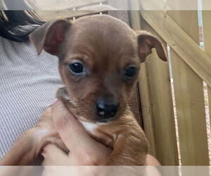 Chihuahua-Unknown Mix Dogs for adoption in Las Vegas, NV, USA