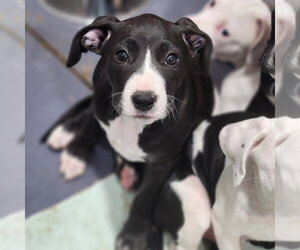 Catahoula Leopard Dog-Unknown Mix Dogs for adoption in Walnutport, PA, USA