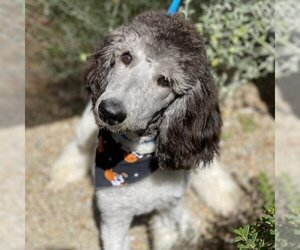 Poodle (Standard) Dogs for adoption in San Diego, CA, USA