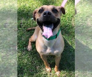 Black Mouth Cur-Unknown Mix Dogs for adoption in Sparta, IL, USA
