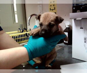 Mutt Dogs for adoption in Martinez, CA, USA