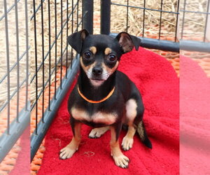 Chihuahua-Unknown Mix Dogs for adoption in Rockaway, NJ, USA