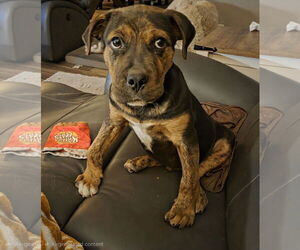 Boxweiler Dogs for adoption in Princeton, MN, USA