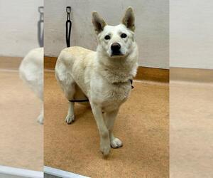 Siberian Husky-Unknown Mix Dogs for adoption in Martinez, CA, USA