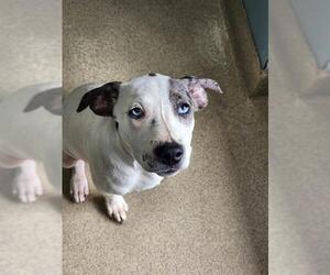 Catahoula Leopard Dog Dogs for adoption in Newton, NC, USA