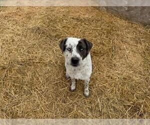Mutt Dogs for adoption in Fort Collins, CO, USA