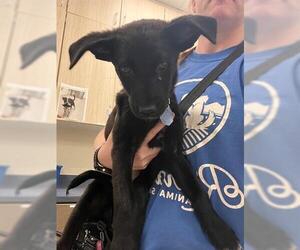 Labrador Retriever-Unknown Mix Dogs for adoption in Brighton, CO, USA