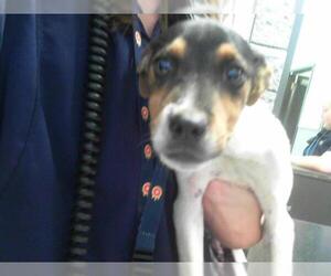 American Pit Bull Terrier Dogs for adoption in Tulsa, OK, USA
