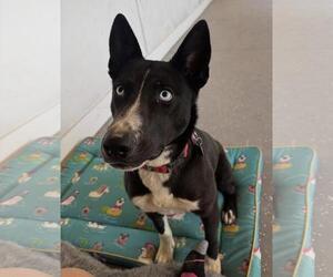 Border-Aussie Dogs for adoption in Incline Village, NV, USA