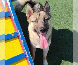 German Shepherd Dog-Huskies  Mix Dogs for adoption in Rockwall, TX, USA