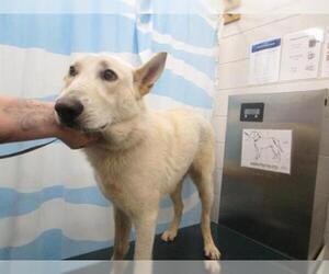 German Shepherd Dog Dogs for adoption in Mobile, AL, USA