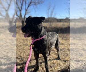Mutt Dogs for adoption in Las Vegas, NM, USA