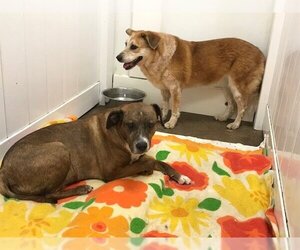 Australian Shepherd-Boxer Mix Dogs for adoption in CRESCENT CITY, FL, USA