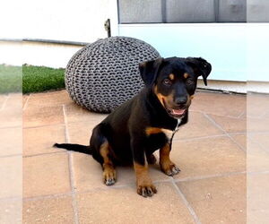 Rottweiler-Unknown Mix Dogs for adoption in San Juan Capistrano, CA, USA