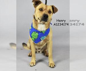 American Pit Bull Terrier Dogs for adoption in Bakersfield, CA, USA