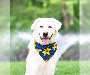 Great Pyrenees-Retriever Mix Dogs for adoption in Unionville, PA, USA