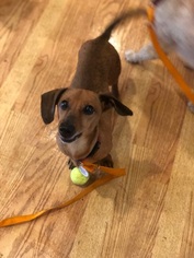 Dachshund Dogs for adoption in VACAVILLE, CA, USA