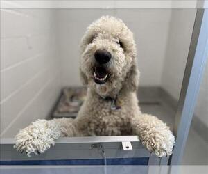 Labradoodle Dogs for adoption in Fort Collins, CO, USA