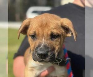 Labrador Retriever-Unknown Mix Dogs for adoption in Yardley, PA, USA