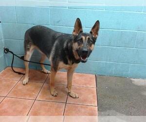 Australian Kelpie-German Shepherd Dog Mix Dogs for adoption in Downey, CA, USA