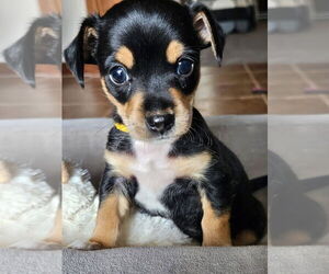 Chihuahua-Unknown Mix Dogs for adoption in OKLAHOMA CITY, OK, USA