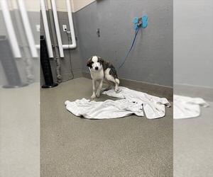 Anatolian Shepherd-Unknown Mix Dogs for adoption in Las Vegas, NV, USA