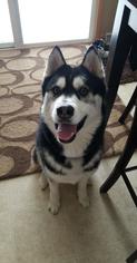 Medium Photo #1 Siberian Husky Puppy For Sale in Des Moines, IA, USA