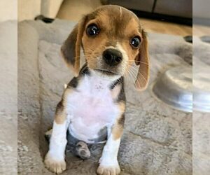 Beagle-Unknown Mix Dogs for adoption in Spring Lake, NC, USA