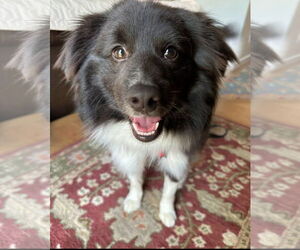 Pomeranian-Unknown Mix Dogs for adoption in Lebanon, PA, USA