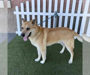 German Shepherd Dog Dogs for adoption in Modesto, CA, USA