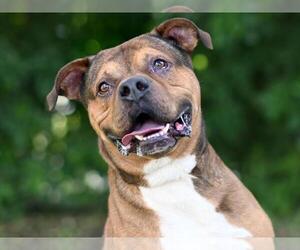 American Staffordshire Terrier-Unknown Mix Dogs for adoption in Tavares, FL, USA