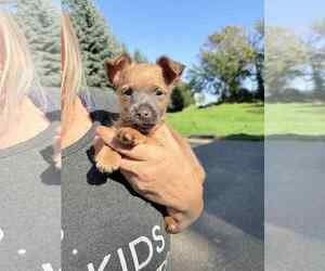 Chihuahua-Unknown Mix Dogs for adoption in Princeton, MN, USA