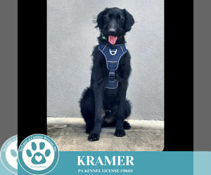 Labrador Retriever-Unknown Mix Dogs for adoption in Kimberton, PA, USA