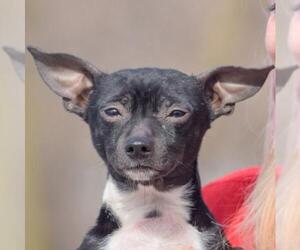 Chiweenie Dogs for adoption in Huntley, IL, USA