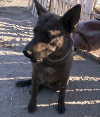Australian Kelpie Dogs for adoption in Carson City, NV, USA