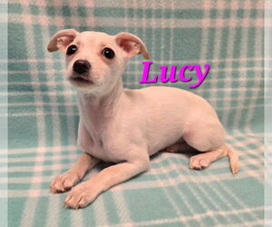 Chihuahua-Unknown Mix Dogs for adoption in Modesto, CA, USA