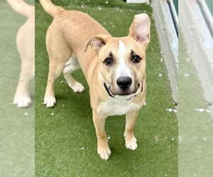 Black Mouth Cur-Labrador Retriever Mix Dogs for adoption in Boston, MA, USA