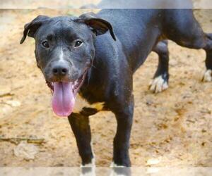 Labrador Retriever-Unknown Mix Dogs for adoption in Tallahassee, FL, USA