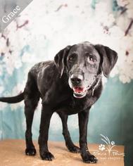 Labrador Retriever Dogs for adoption in Ottawa, KS, USA