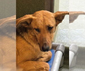 German Shepherd Dog-Unknown Mix Dogs for adoption in Downey, CA, USA