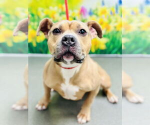 American Pit Bull Terrier Dogs for adoption in Jackson , NJ, USA
