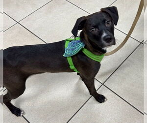 Labrador Retriever-Unknown Mix Dogs for adoption in Doylestown, PA, USA