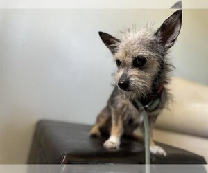 Cairn Terrier Dogs for adoption in Camarillo, CA, USA