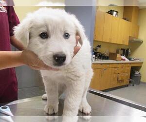 Great Pyrenees Dogs for adoption in Orange, CA, USA