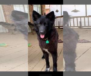 Shollie Dogs for adoption in Warwick, RI, USA