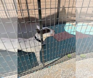 Bull Terrier Dogs for adoption in palm desert, CA, USA