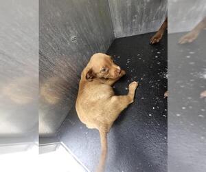 American Staffordshire Terrier-Unknown Mix Dogs for adoption in San Antonio, TX, USA