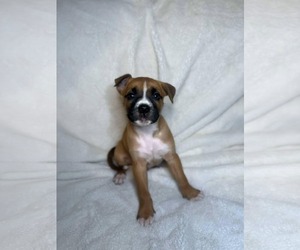 Boxer-Unknown Mix Dogs for adoption in Monterey, VA, USA