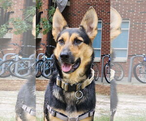 German Shepherd Dog-Unknown Mix Dogs for adoption in Rocky Point, NC, USA
